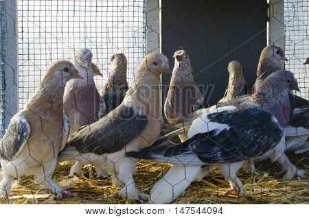 Istanbul Turkey - Outdoor Bird Market in Istanbul. Topkapi Edirnekapi bird market every week on Saturdays and Sundays open market. Day 1000 - 1500 people are said to have visited the market. in many colors in the market many species are sold doves. White