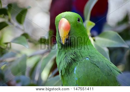 this is a close up of a electus parrot