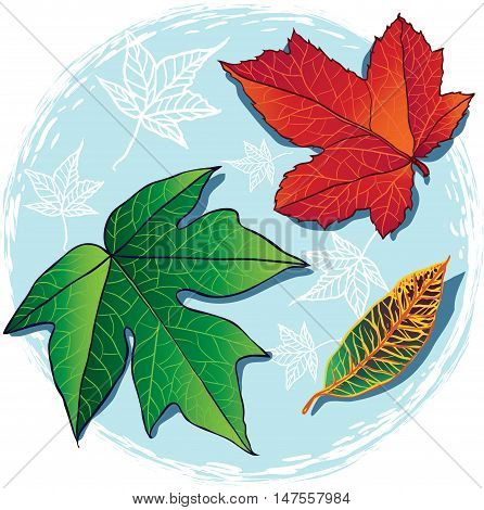 Autumn fallen Maple leaves of different colors on a blue background