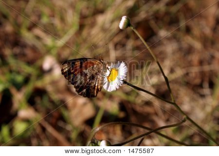 Phaon 초승달 나비
