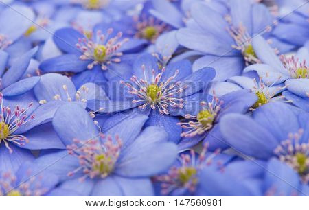 spring flowers Hepatica nobilis on a white background