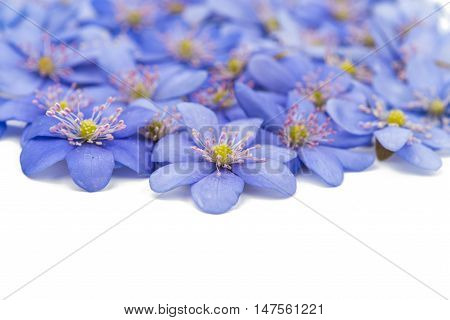 spring flowers Hepatica nobilis on a white background