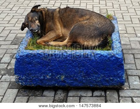 Homeless dog sleeping in the flowerpot on the footway