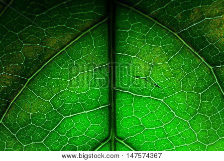 Leaf Close Up View