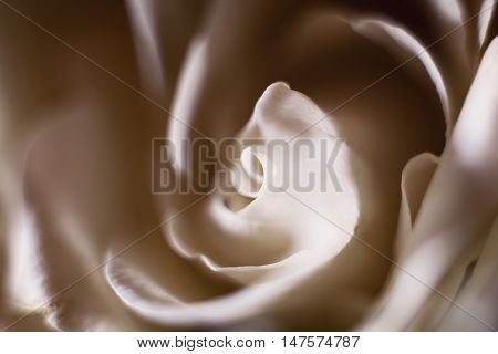 Abstract Of Decorative Flowers