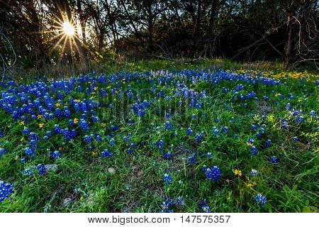 Beautiful Famous Texas Bluebonnet (Lupinus texensis) Wildflowers at Muleshoe Bend in Texas with a Beautiful Starburst Sunset Through the Trees.