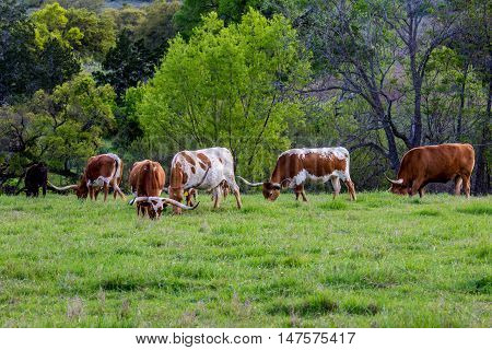 Texas Longhorns.