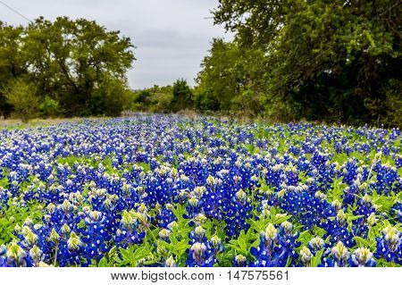 Famous Texas Bluebonnet (lupinus Texensis) Wildflowers.