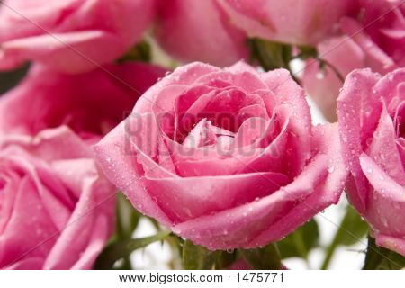 Rosa Rose Close-up 5