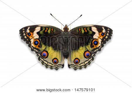 Yellow Color Blue Pansy Butterfly