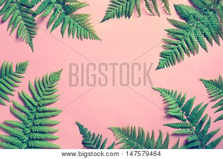 Tropical summer background fern leaves set in the frame around blank space for a text flat lay view from above stylized photo