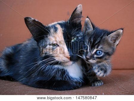 Portrait of a tricolored cat with heterochromia. Very interesting animal
