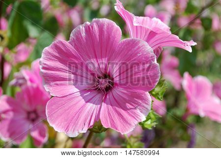 Beautiful pink flowers lavatera decorate a flower bed in the Park