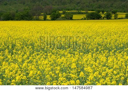 Agricultural field with blossoming colza. Blossoming colza.