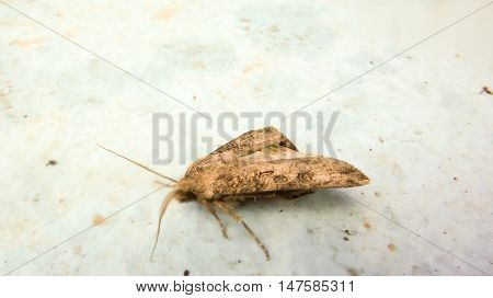 Picture of a insect Moth. animals theme