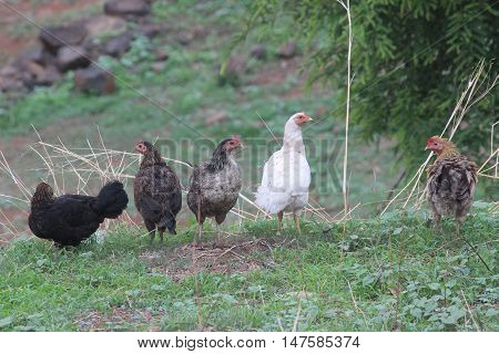Odd Chicken Out - Fully grown chicken in a meeting