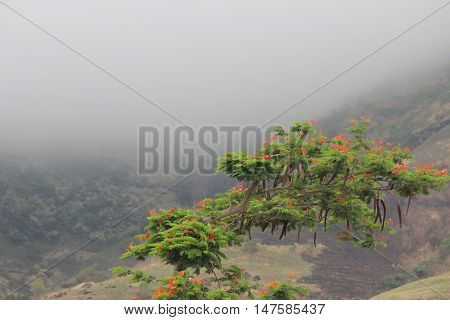 Beautiful green tree in front of a foggy landscape in Indian monsoon