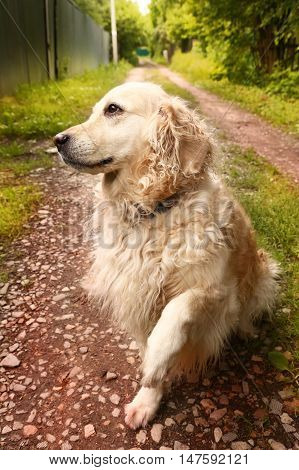 labrador retriever she dog close up photo on summer country background
