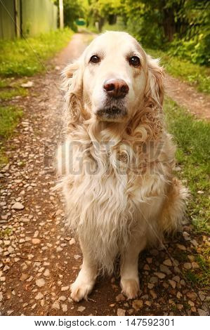 labrador retriever she dog close up photo on summer country background