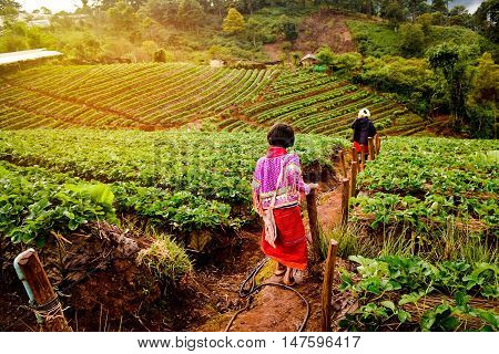 Young girl in Strawberry garden in Thailand