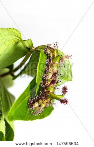 Caterpillar Of White Commodore Butterfly On Leaf