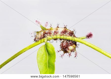 Caterpillar Of White Commodore Butterfly On Leaf