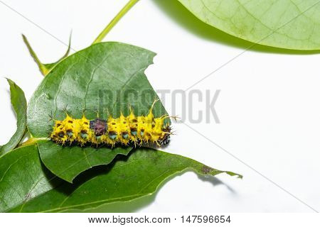Mature Caterpillar Of Colour Segeant Butterfly Before Transform To Larva