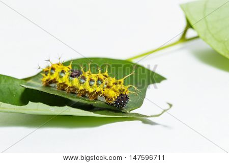Mature Caterpillar Of Colour Segeant Butterfly Before Transform To Larva