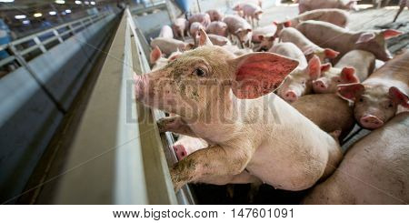 Pigs at a factory. Farming in Russia