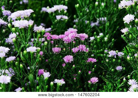 purple flowers of aster dumosus in nature