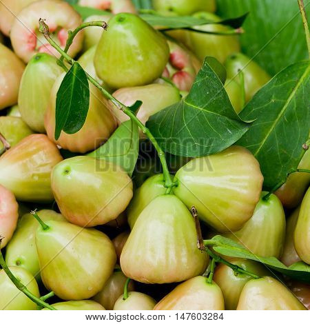green rose apple (chomphu) fruit and leaf on background