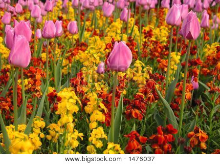 Blomster