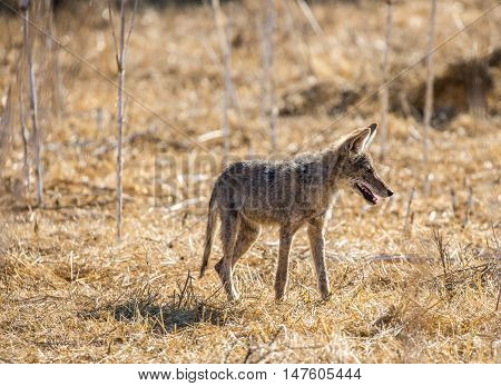 Young Coyote (Canis latrans) hunting in the grass. Santa Teresa County Park, California, USA