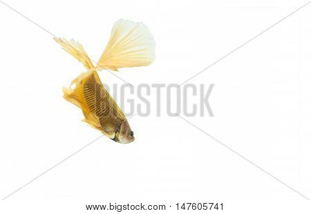 yellow betta fish isolated on black background.