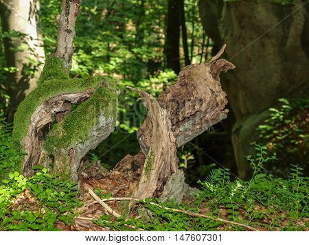 Bizarre mossy stumps and snags in the forest near the cliff in Tustan