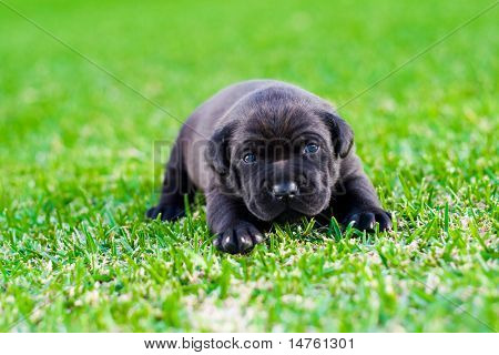cachorro chow preto bonito na grama verde