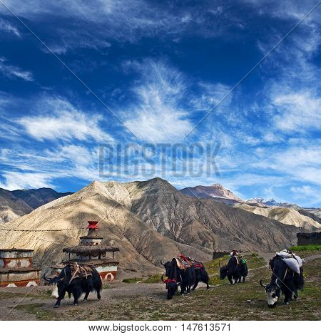 Caravan of yaks in Saldang village Nepal. Saldang lies in Nankhang Valley the most populous of the sparsely populated valleys making up the culturally Tibetan region of Dolpo.