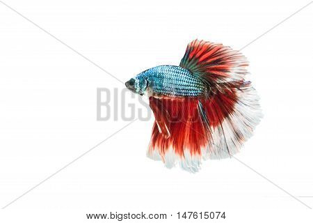 Betta fish Siamese Fighting fish Betta Splendens (Halfmoon betta) isolated on white background