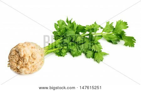 Celery root with green leaves isolated on white background