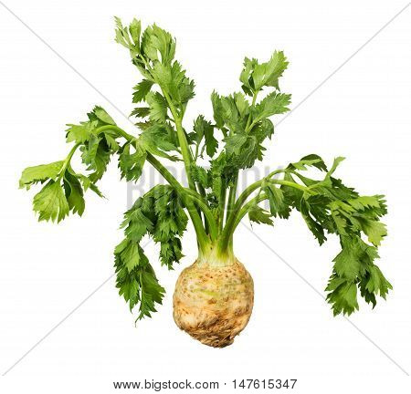 Celery root with green leaves isolated on white background