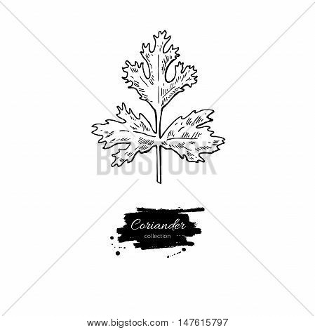 Coriander plant vector hand drawn illustration. Isolated spice object. Engraved style seasoning. Detailed organic product sketch. Cooking flavor ingredient. Great for label, sign, icon