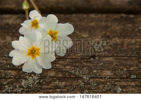 Gentle Background In Vintage Style