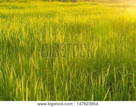 Cornfield sunset of Thailand Golden rice fields in the countryside of Thailand