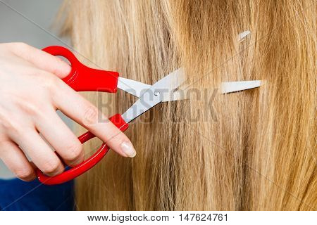 Red Scissors On Blonde Hair. Close Up.