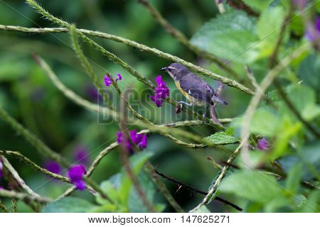 Great Kiskadee In Costa Rica