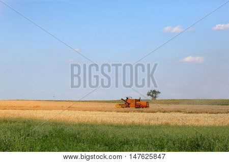 Old combine collects the mature grain in the countryside on a hot day