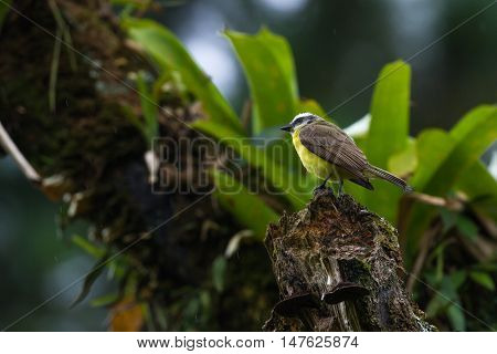 Great Kiskadee In Costa Rica