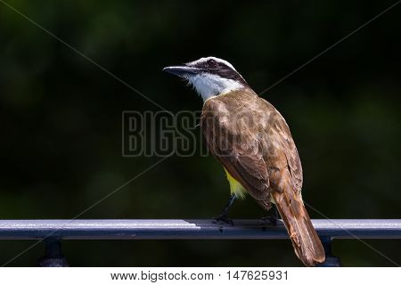 Great Kiskadee In Costa Rica