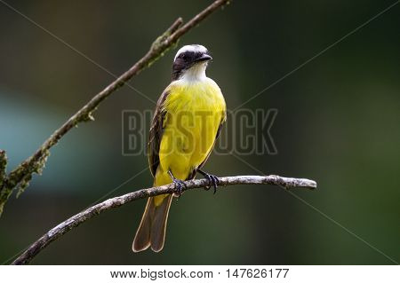 Great Kiskadee Perched On A Branch