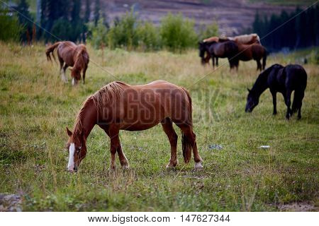 The herd of horses is grazed on a alpine green meadow. Idyllic scenery with grazing horses blue sky and white clouds. Mountain grassland with grazing horses in summer pasture Carpathians Ukraine